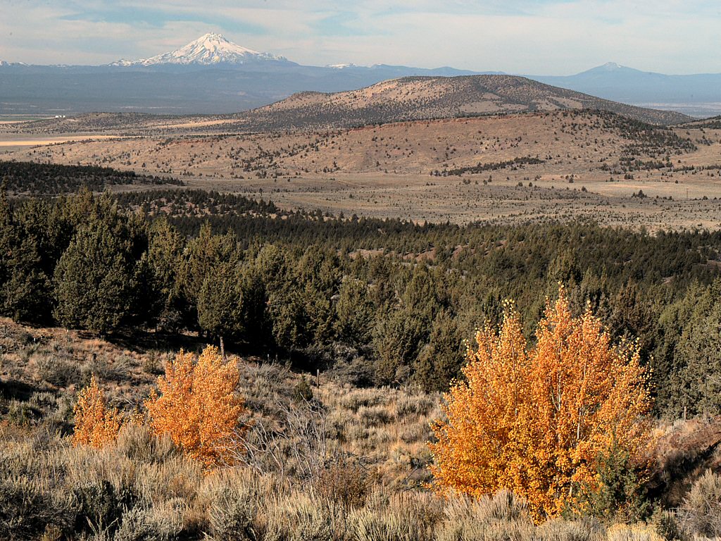 Desert Rain the first in Central Oregon to use Juniper as an